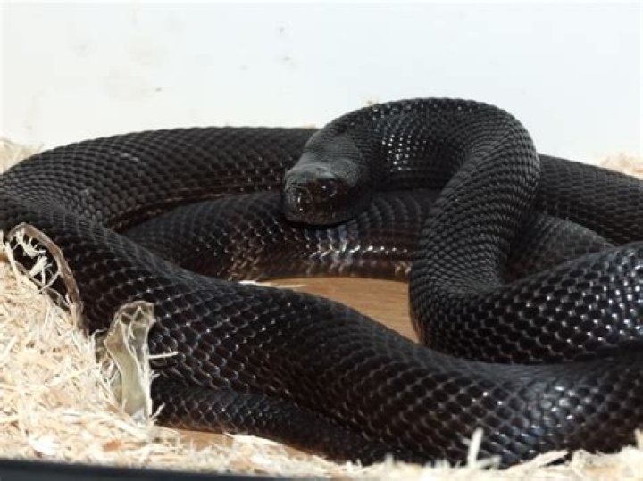 Unveiling the Mysteries of the Black Python Snake