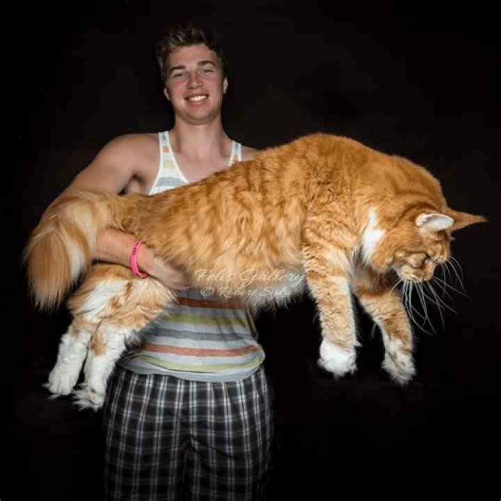 Discovering the Enigma of the Giant Domestic Cat