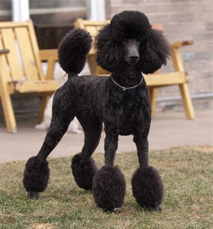 Poodle Miami Cut: The Trendy Grooming Style for Poodles