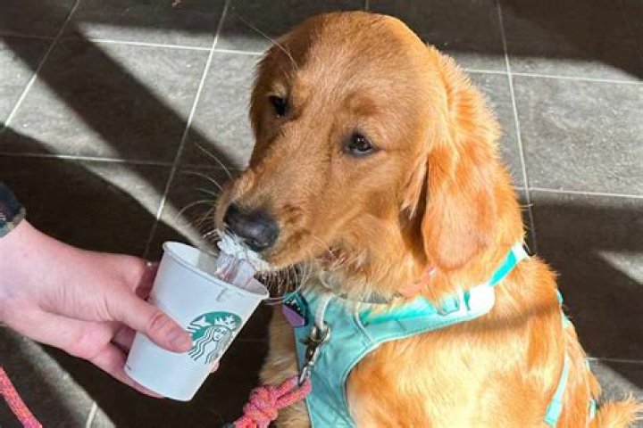 Paw-sitively Delicious: The Starbucks Pup Cup Experience